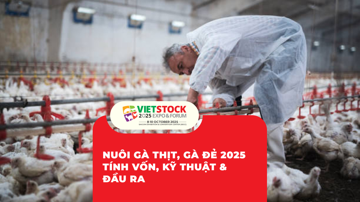 Nuôi Gà Thịt, Gà Đẻ 2025 Tính Vốn, Kỹ Thuật & Đầu Ra